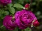 Purple Roses — δωρεάν online παιχνίδι