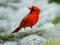 Birds Puzzle — δωρεάν online παιχνίδι