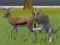Wolf Life Simulator — δωρεάν online παιχνίδι