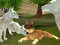 Wild Wolves Hunger Attack — δωρεάν online παιχνίδι