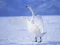 Graceful Swans — δωρεάν online παιχνίδι
