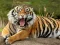 Animals Jigsaw Puzzle Tiger — δωρεάν online παιχνίδι