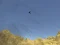 Toucan Shooter — δωρεάν online παιχνίδι