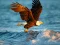 Animals Jigsaw Puzzle Eagle — δωρεάν online παιχνίδι