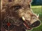 Boar Hunting Jigsaw — δωρεάν online παιχνίδι