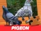 Pigeon Jigsaw Puzzle — δωρεάν online παιχνίδι