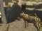African Cheetah Hunting Simulator — δωρεάν online παιχνίδι