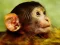 Funny Baby Monkey — δωρεάν online παιχνίδι