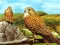 Birds of Prey Slide — δωρεάν online παιχνίδι