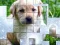 PicPu Dog — δωρεάν online παιχνίδι