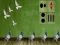 Pigeon Escape 2 — δωρεάν online παιχνίδι