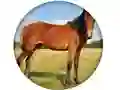 Animal Quiz — δωρεάν online παιχνίδι