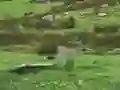 Pigeons Hunting — δωρεάν online παιχνίδι