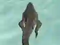 Crocodile Simulator Beach Hunt — δωρεάν online παιχνίδι
