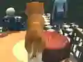 Dog Simulator: Puppy Craft — δωρεάν online παιχνίδι