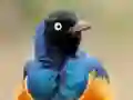 Animal Puzzle: Wildlife & Logic — δωρεάν online παιχνίδι