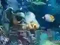 Sunken Gold — δωρεάν online παιχνίδι