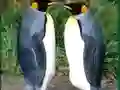 Penguin Puzzle — δωρεάν online παιχνίδι