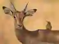 Wild Deer Jigsaw — δωρεάν online παιχνίδι