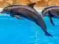 Sea Dolphin Jigsaw — δωρεάν online παιχνίδι