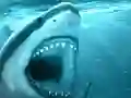 Hungry Shark — δωρεάν online παιχνίδι