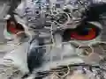Wild owl Jigsaw — δωρεάν online παιχνίδι