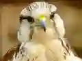 Gyrfalcon Jigsaw — δωρεάν online παιχνίδι