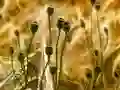 Poppy Bud Jigsaw — δωρεάν online παιχνίδι