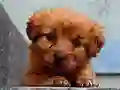 Puppy Puzzle — δωρεάν online παιχνίδι