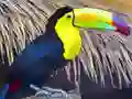 Toucan Bird Jigsaw — δωρεάν online παιχνίδι