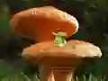 Mushroom Plant Land Escape — δωρεάν online παιχνίδι