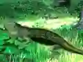 Lizard Forest Escape — δωρεάν online παιχνίδι