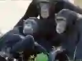 Funny Chimpanzee Jungle Escape — δωρεάν online παιχνίδι