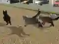Run Cat Cat Race — δωρεάν online παιχνίδι
