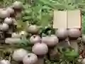 Lycoperdon Mushroom Land Escape — δωρεάν online παιχνίδι