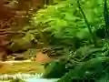 Peaceful Rainbow Forest Escape — δωρεάν online παιχνίδι