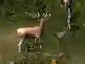 Sniper Hunting Deadly Animal — δωρεάν online παιχνίδι