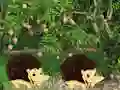 Escape From Mango Farm — δωρεάν online παιχνίδι