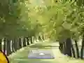 Pair of Cat Escape — δωρεάν online παιχνίδι