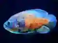 Tiger Fish Jigsaw — δωρεάν online παιχνίδι