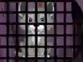 Trapped Wolf Rescue — δωρεάν online παιχνίδι