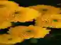 Chrysanthemums Jigsaw — δωρεάν online παιχνίδι