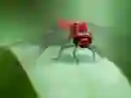 Dragon Fly Jigsaw — δωρεάν online παιχνίδι