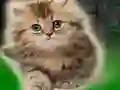Couple Kitten Escape — δωρεάν online παιχνίδι