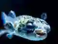 Puffer Fish Jigsaw — δωρεάν online παιχνίδι