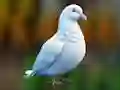 Realistic Pigeon Rescue — δωρεάν online παιχνίδι