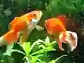 Blue Fish Escape — δωρεάν online παιχνίδι