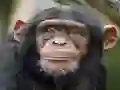 Chimpanzee Jigsaw — δωρεάν online παιχνίδι