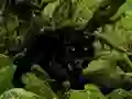 Escape from Black Panther Forest — δωρεάν online παιχνίδι