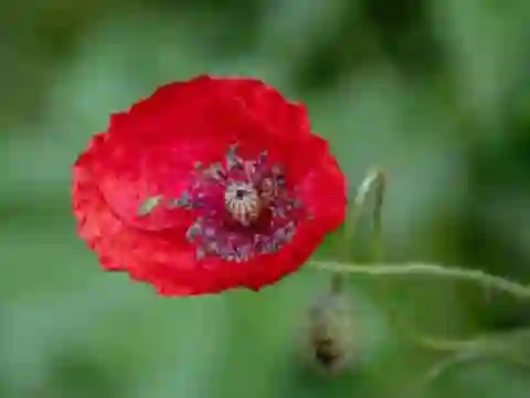 Poppy Nature Flower Jigsaw — δωρεάν online παιχνίδι